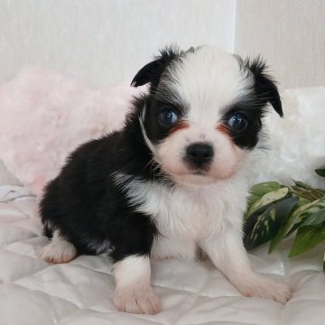 チワワ(ロング)【長崎県・女の子・2025年10月2日・ホワイトブラック】の写真「可愛いチワワ♡白黒女の子♡」