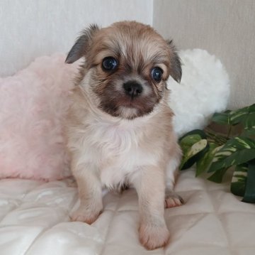 チワワ(ロング)【長崎県・男の子・2025年10月2日・フォーン】の写真「可愛いチワワ♡男の子♡」