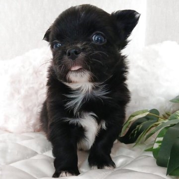 チワワ(ロング)【長崎県・男の子・2025年10月2日・ブラックホワイト】の写真「可愛いチワワ♡男の子♡」