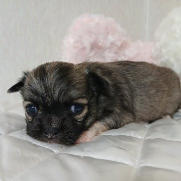 チワワ(ロング)【長崎県・女の子・2025年10月2日・フォーン】の写真「可愛いチワワ♡茶色🟤女の子♡」