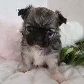 チワワ(ロング)【長崎県・女の子・2025年10月2日・フォーン】の写真1