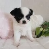 チワワ(ロング)【長崎県・女の子・2025年10月1日・ホワイトブラック】の写真2