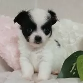 チワワ(ロング)【長崎県・女の子・2025年10月1日・ホワイトブラック】の写真6