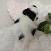 チワワ(ロング)【長崎県・女の子・2025年10月1日・ホワイトブラック】の写真7