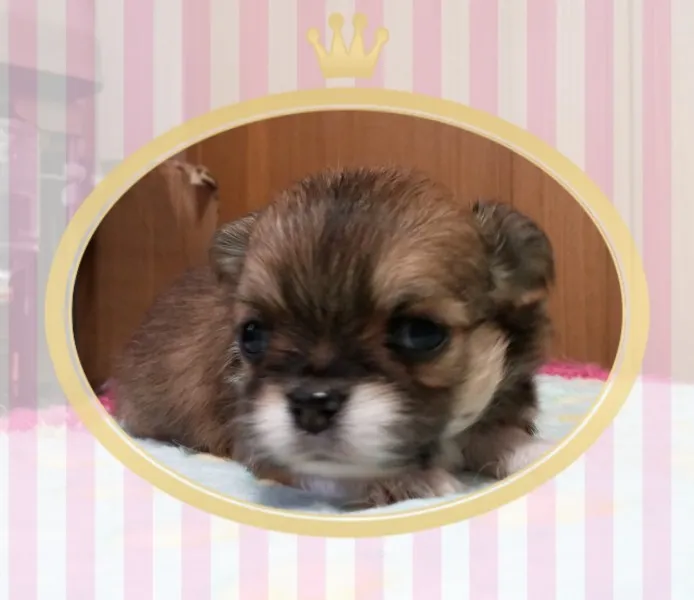 ID：1406-00366の子犬