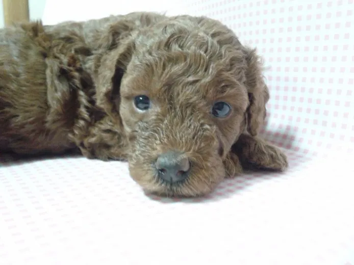 ID：1402-00372の子犬