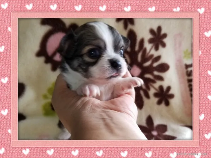 ID：1807-02161の子犬