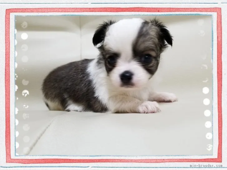 ID：1807-02944の子犬