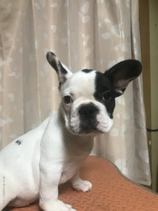 ID：2107-02014の子犬