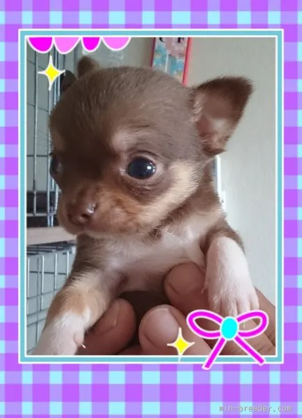 ID：1508-00866の子犬