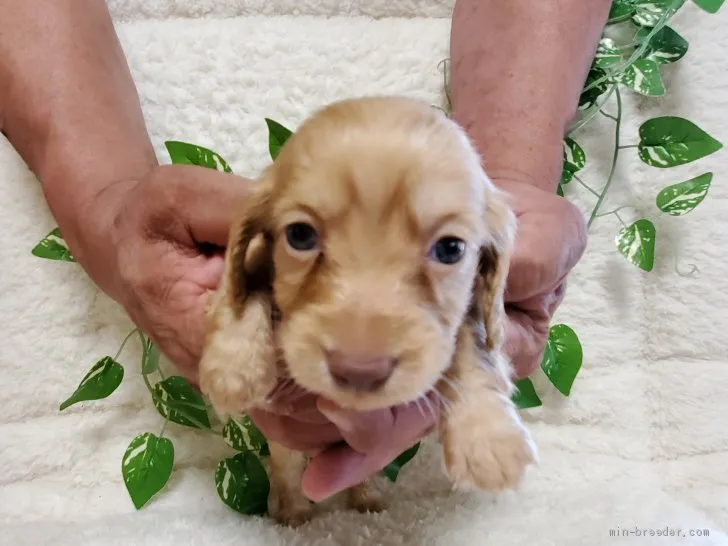 ID：2106-00908の子犬