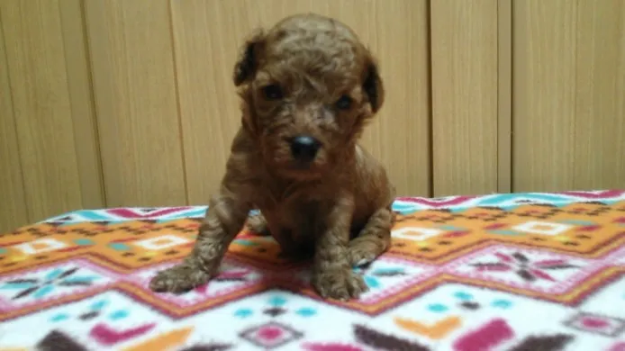 ID：1406-00212の子犬