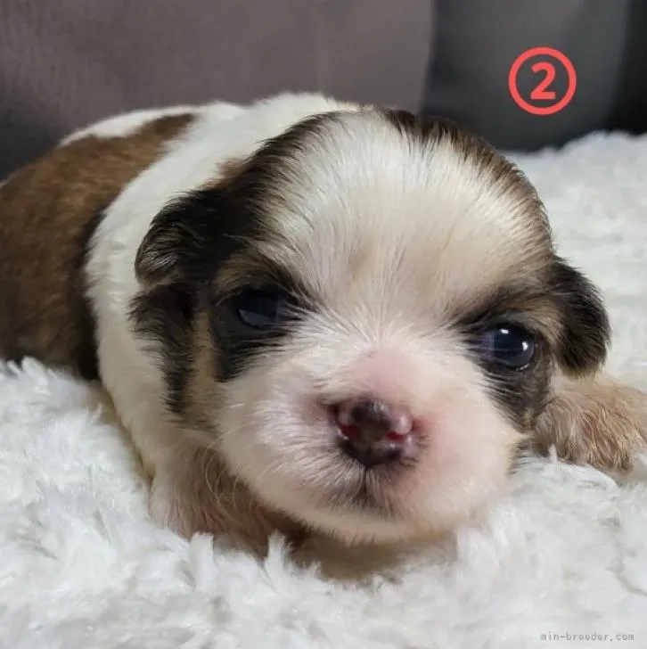 ID：2210-00379の子犬