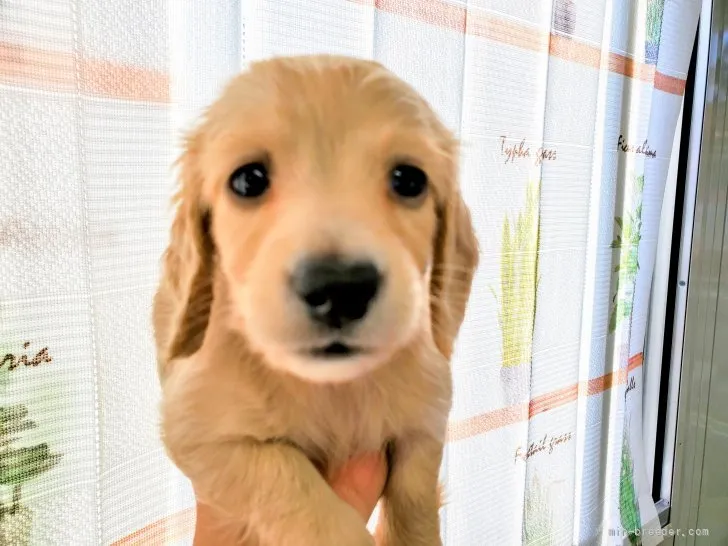 ID：2110-01359の子犬