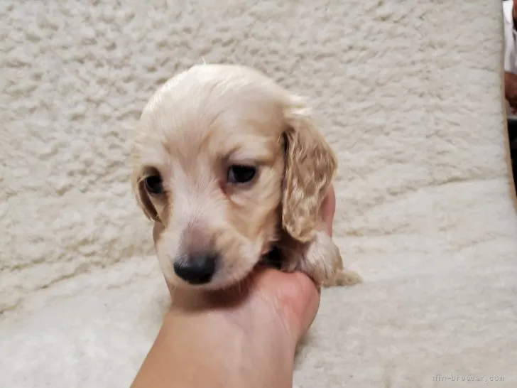 ID：2110-01097の子犬