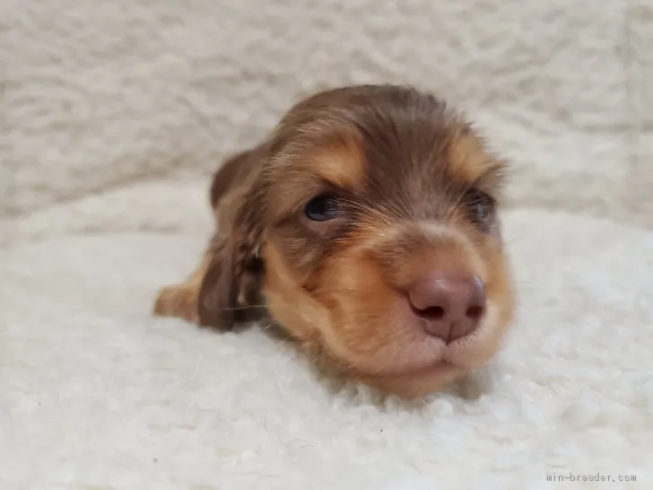 ID：2105-01270の子犬