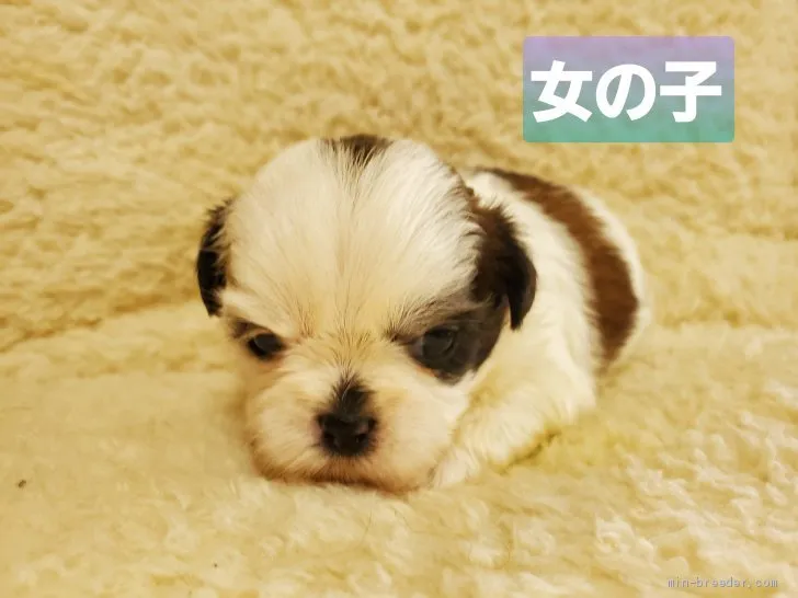 ID：2011-01862の子犬