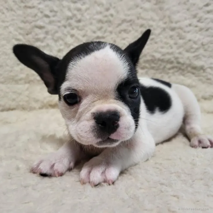 ID：2208-03699の子犬