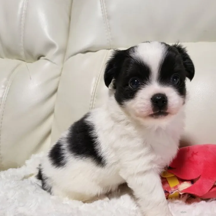 ID：2205-01420の子犬