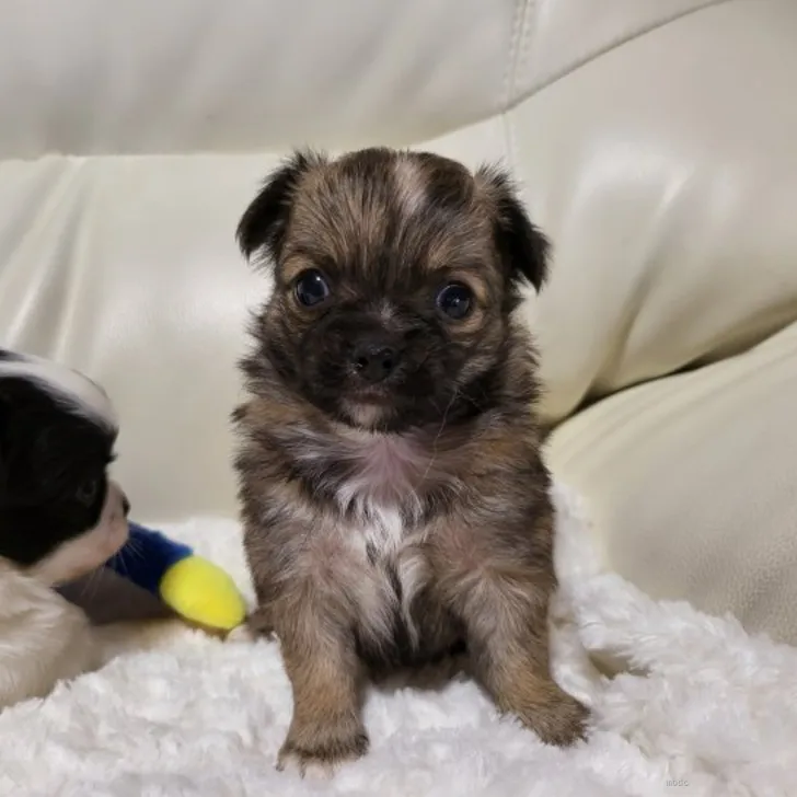 ID：2205-01421の子犬