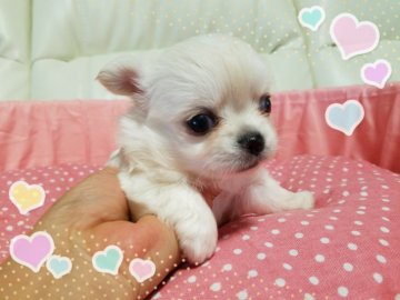 チワワ(ロング)【長崎県・女の子・2017年6月12日・クリーム、ホワイト】の写真「可愛いチワワ女の子♪」