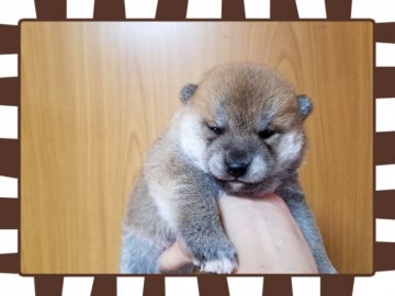 柴犬(豆柴)【長崎県・男の子・2018年8月7日・赤】の写真「父豆柴、母豆柴認定犬♪」