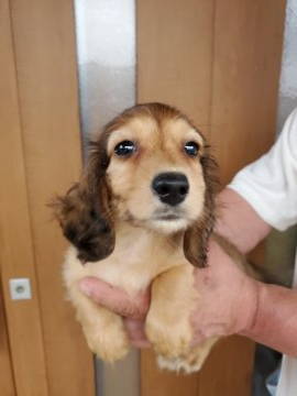 ミニチュアダックスフンド(ロング)【長崎県・女の子・2021年6月14日・レッド】の写真「ダックス♡レッド女の子♡」