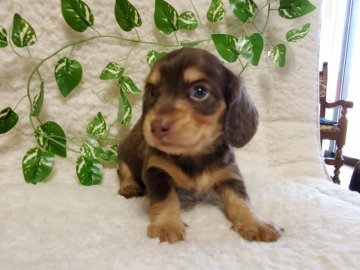 ミニチュアダックスフンド(ロング)【長崎県・女の子・2021年4月26日・チョコタン】の写真「可愛いダックス♡チョコタン女の子♡」