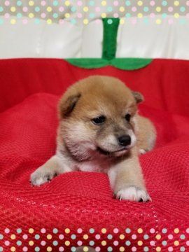 柴犬(豆柴)【長崎県・女の子・2018年6月5日・赤】の写真「豆柴☆女の子」