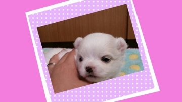 チワワ(ロング)【長崎県・男の子・2014年5月19日・ホワイト&クリーム】の写真「やんちゃなちわわんチャンの男の子」