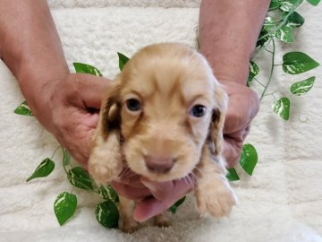 ミニチュアダックスフンド(ロング)【長崎県・女の子・2021年4月27日・ゴールド】の写真「可愛いダックス♡ゴールド女の子♡」