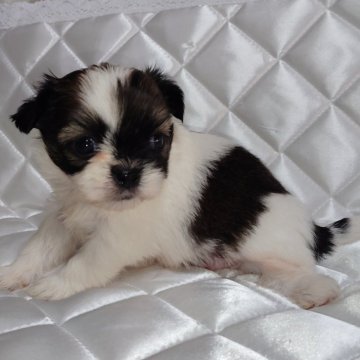 ミックス(チワワ×シーズー)【長崎県・女の子・2024年7月7日・ホワイトゴールド】の写真「可愛いチワワ×シーズーMIX♡女の子♡」