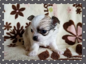 チワワ(ロング)【長崎県・女の子・2016年10月7日・ホワイト&レッド】の写真「可愛いチワワ女の子♪」