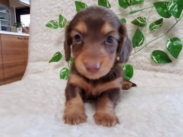 ミニチュアダックスフンド(ロング)【長崎県・女の子・2021年4月26日・チョコタン】の写真「可愛いダックス♡チョコタン女の子♡」