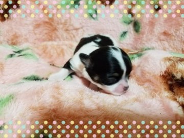 チワワ(ロング)【長崎県・女の子・2017年3月21日・パーティー】の写真「可愛いチワワ女の子♪」