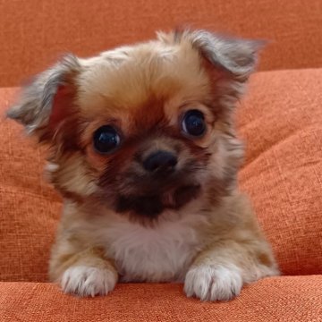 チワワ(ロング)【長崎県・女の子・2024年8月12日・レッドホワイト】の写真「可愛い♡ロングチワワ女の子♡」