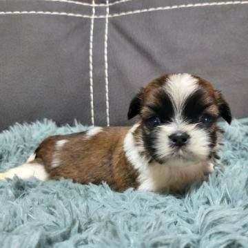 シーズー【長崎県・男の子・2022年9月6日・ゴールドホワイト】の写真「♡可愛いシーズー♡男の子」