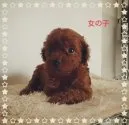 トイプードル(トイ)【長崎県・女の子・2015年7月30日・レッド】の写真1