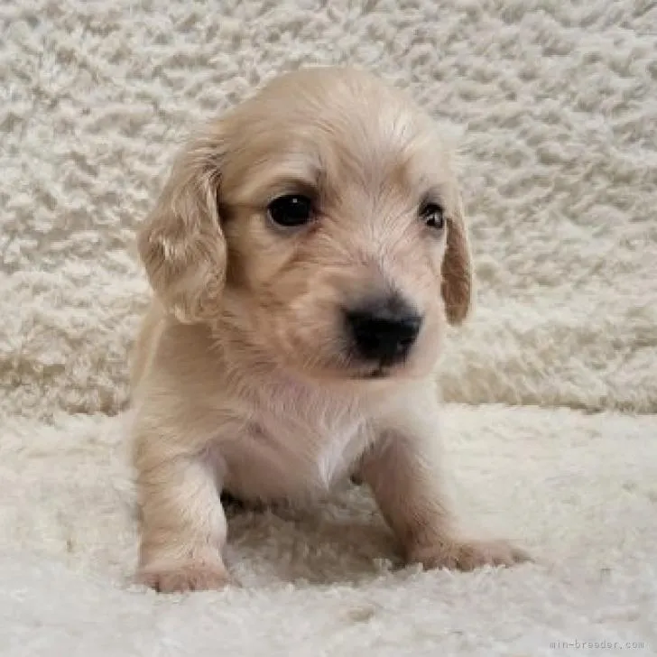 ID：2207-03365の子犬