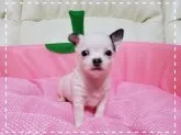 チワワ(スムース)【長崎県・男の子・2017年3月17日・パーティー】の写真2