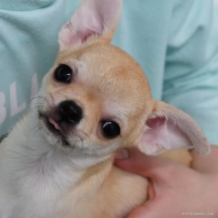 ID:2501-02551の子犬