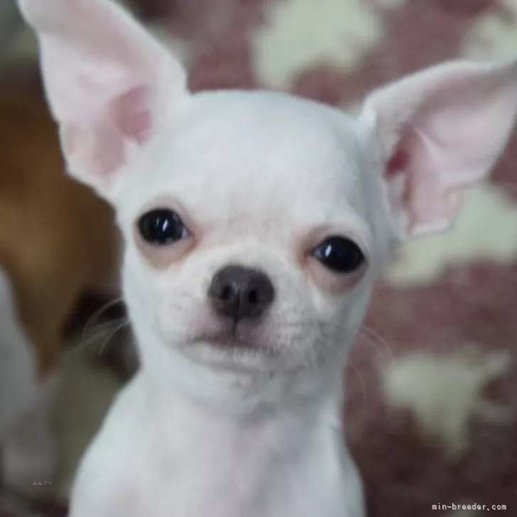 ID:2501-02555の子犬