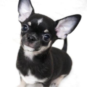 チワワ(スムース)【東京都・男の子・2025年9月24日・ブラックタン&ホワイト】の写真「欠点ない可愛いボクちゃん」