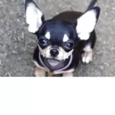チワワ(スムース)