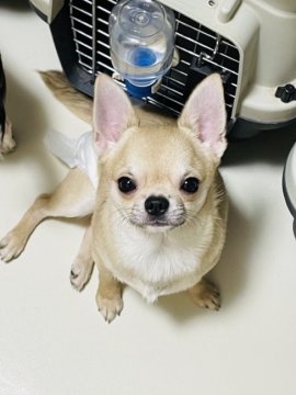 チワワ(スムース)【東京都・男の子・2021年8月18日・フォーン】の写真「優しいイケメンくんです」
