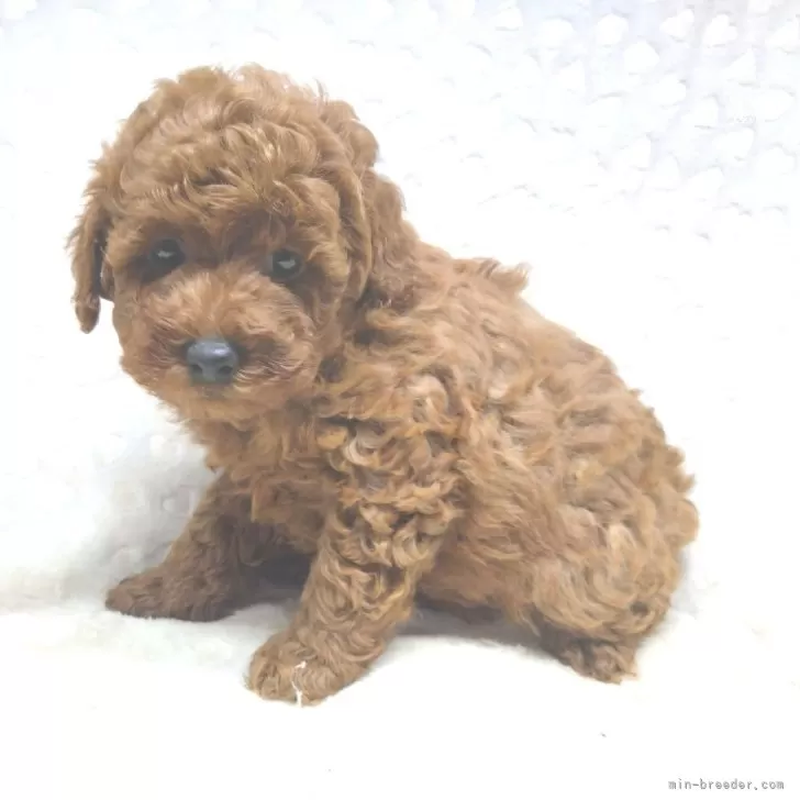 ID:2412-02283の子犬