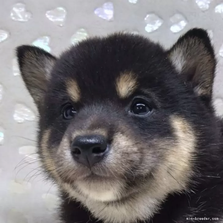 ID：2412-02224の子犬