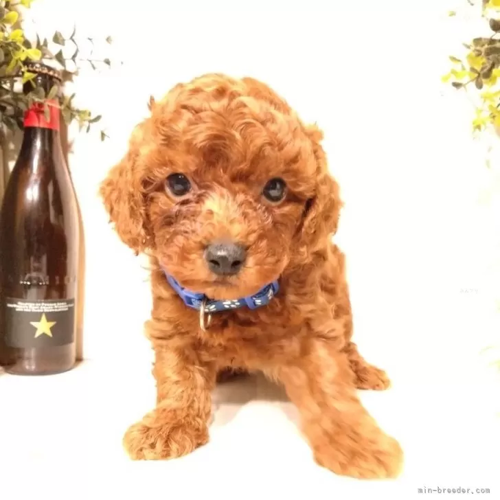ID：2509-03247の子犬