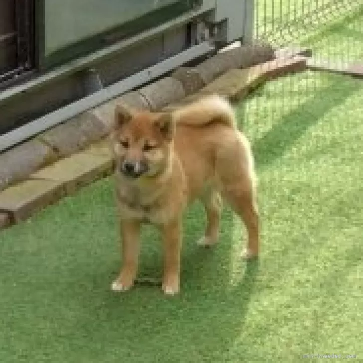 ID：2411-03293の子犬