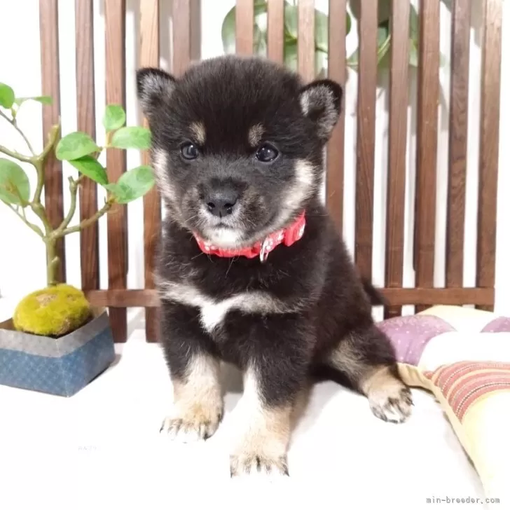 ID：2507-03340の子犬